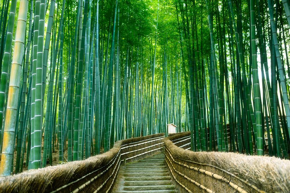 Lạc vào cánh rừng tre thần thoại ở Nhật Bản