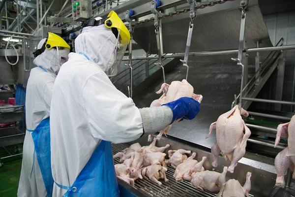 T6/2017 - Tuyển 50 nữ Kiểm tra và đóng gói thực phẩm thịt gà làm việc tại Tỉnh Miyazaki Nhật Bản