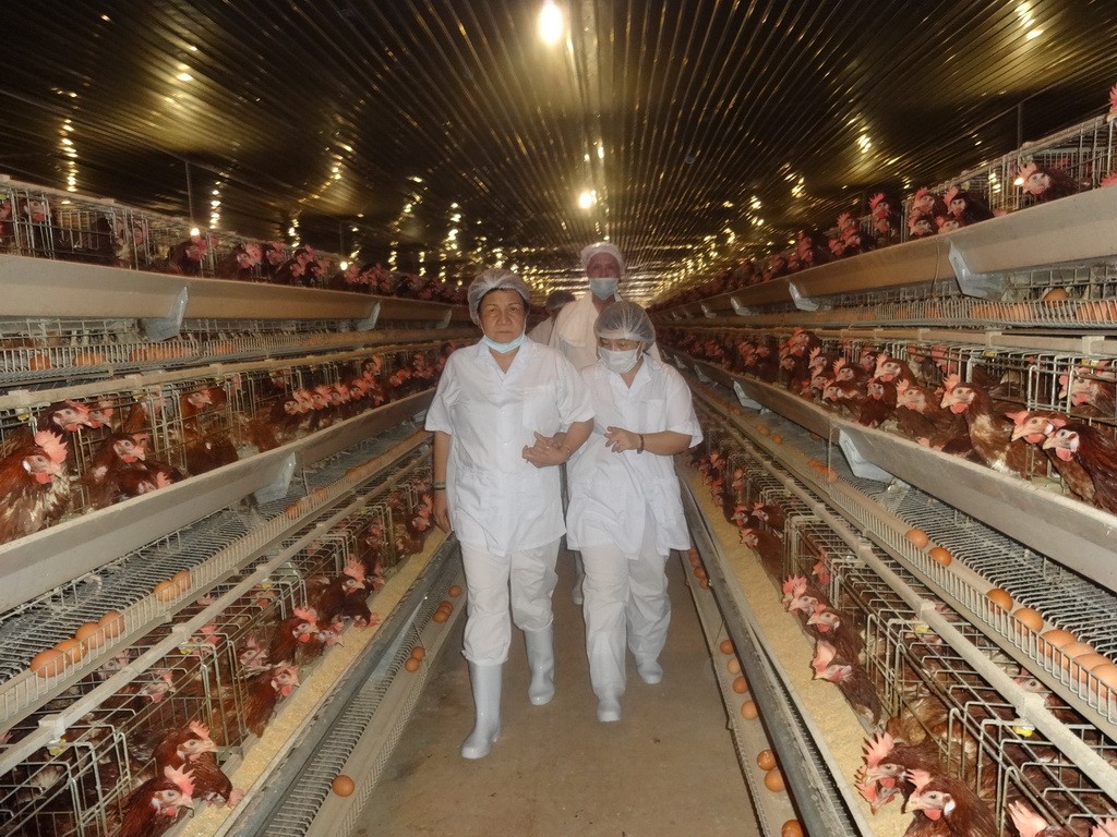 don-hang-chan-nuoi-ga-tai-nhat-ban