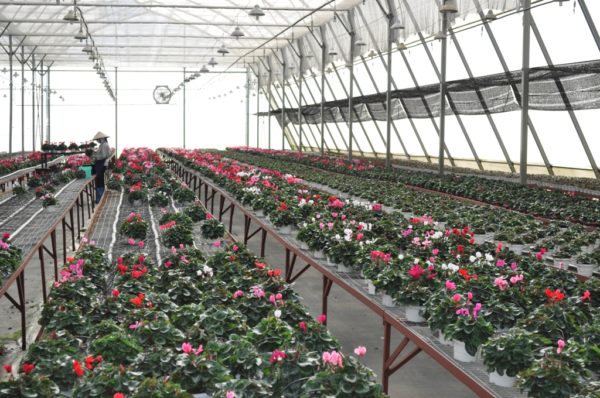 don-hang-nong-nghiep-trong-hoa-trong-nha-kinh