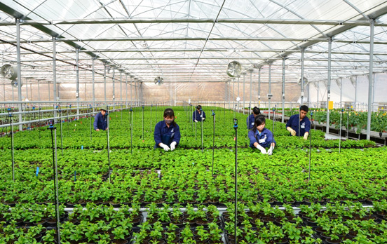 don-hang-trong-va-thu-hoach-rau-cu-qua-xkld-nhat-ban