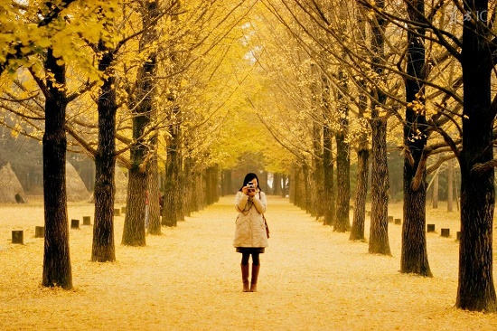 nhung-dia-diem-chup-anh-mua-thu-dep-nhat-o-han-quoc-dao-nami