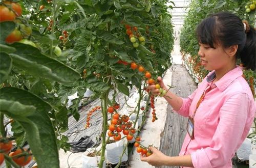 T5/2017 – Tuyển 03 nữ canh tác nông nghiệp trồng rau, cà chua