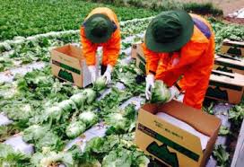 T5/2017 – Tuyển đơn hàng phân loại sản phẩm nông nghiệp làm việc tại Nhật Bản