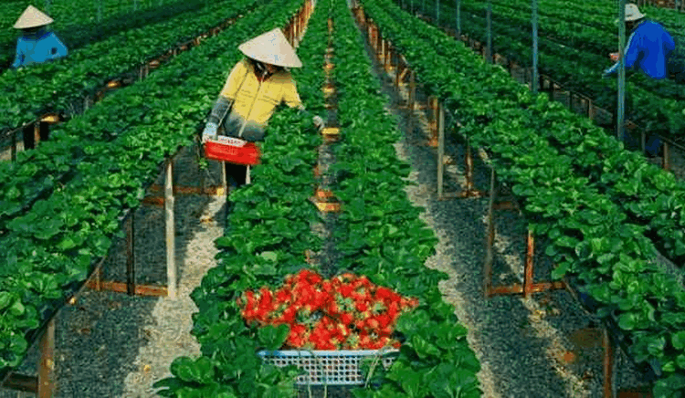 T6/2017 – Tuyển gấp 04 nữ Trồng và thu hoạch dâu tây làm việc tại Nhật Bản